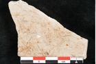 Foto (Detailansicht) von Hypnum sagorianum Ettingshausen (NHMW-GEO-2024-0188-6734)
